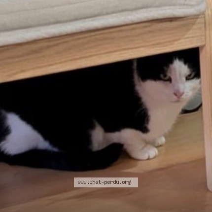 Foto 1/1 Piccolo Kat vermist in Etterbeek