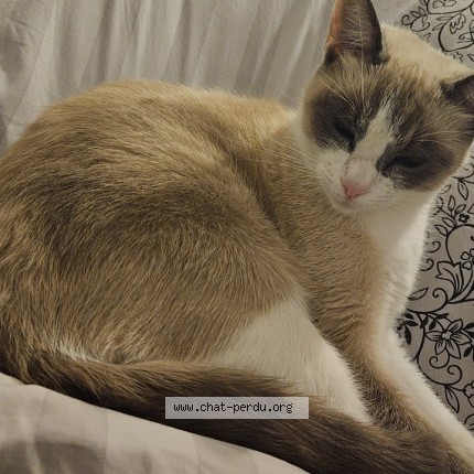 Photo 1/1 Reunited cat Lost in Moussy Le Vieux