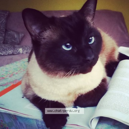 Photo 1/1 Reunited cat Lost in Limeil Brevannes