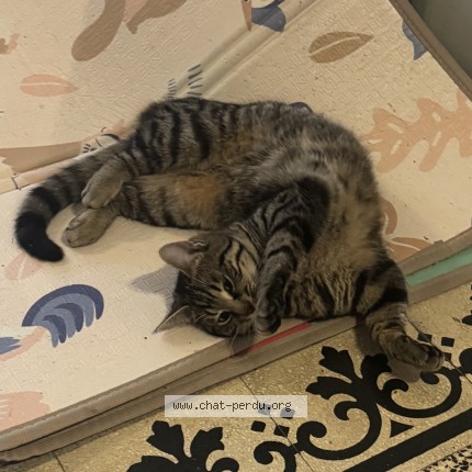 Foto van vermiste kat in Mouscron