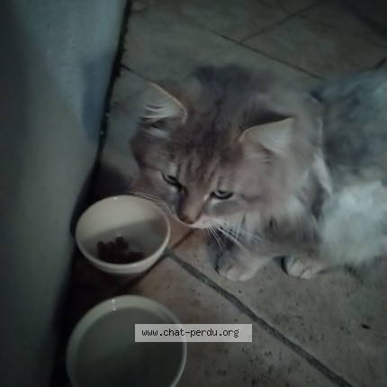 Photo 1/1 Found cat Found in Vigny