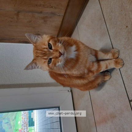 Foto 1/1 Gatto trovato Trovato a Eschert