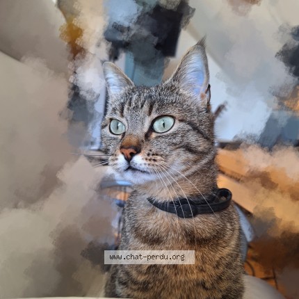 Photo 1/1 Nala Cat lost in Mespuits