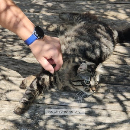Photo 1/1 Found cat Found in Parthenay