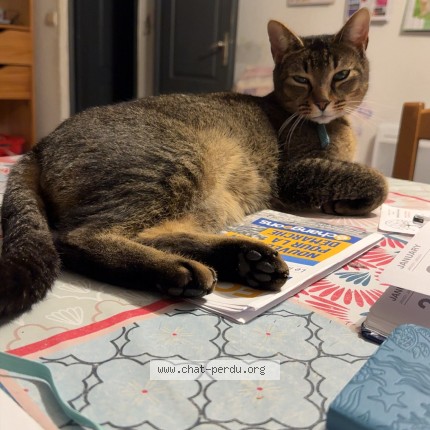 Photo 1/1 Amaru Cat lost in Bernis