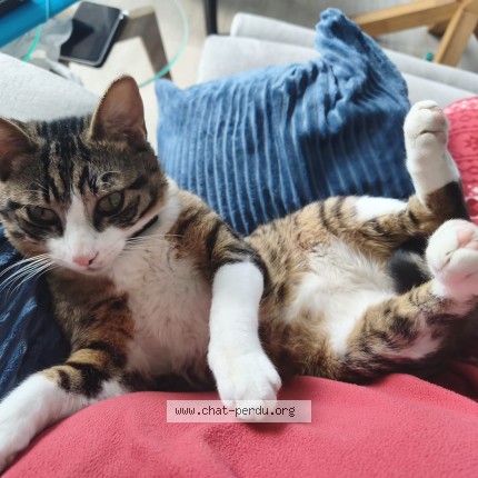 Photo 1/2 oscar Cat lost in Nantes
