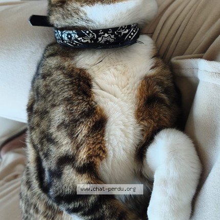 Photo 2/2 oscar Cat lost in Nantes