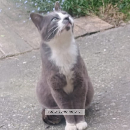 Photo 1/1 Found cat Found in Proche Morlaas 64