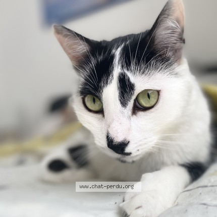 Photo 1/1 Naaman Cat lost in Orthez