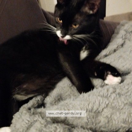 Picture of cat lost at Boisseron