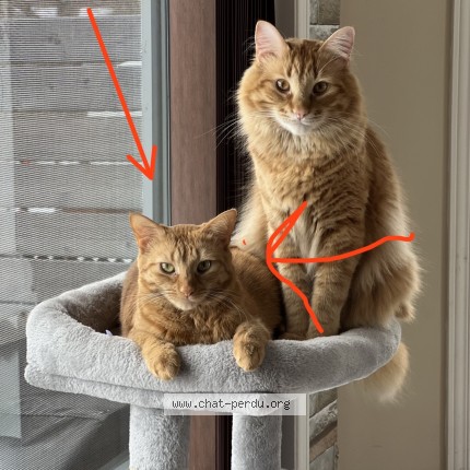 Photo 1/1 Grimace Cat lost in Napierville