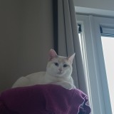 flocky