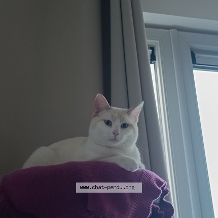 Foto 1/1 flocky Kat vermist in Waudrez