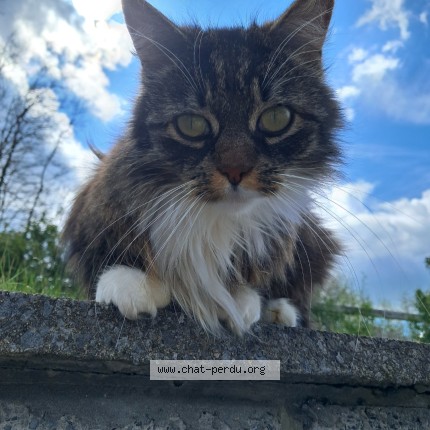 Foto van vermiste kat in Hatze
