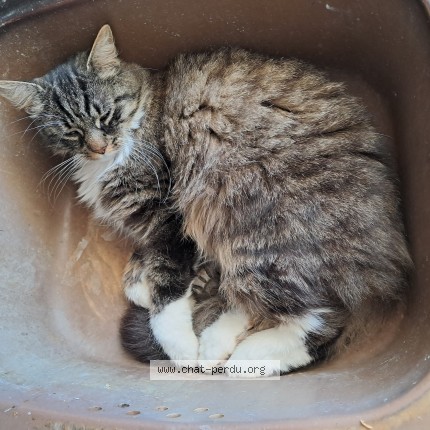 Foto 2/2 Kat teruggevonden Vermist in Hatze