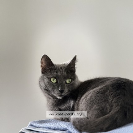 Photo of a cat found in Troguery