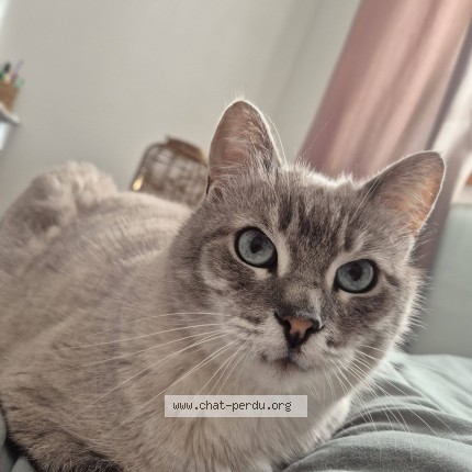 Foto 1/1 Haku Kat vermist in Floreffe