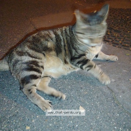 Photo 1/1 Found cat Found in Montreuil