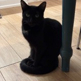 Gabriel