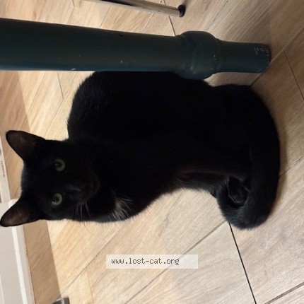 Photo 1/1 Gabriel Cat lost in Toronto