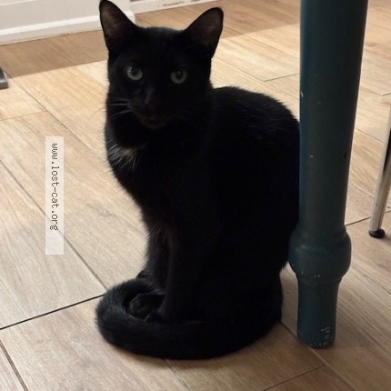 Photo 1/1 Gabriel Cat lost in Toronto