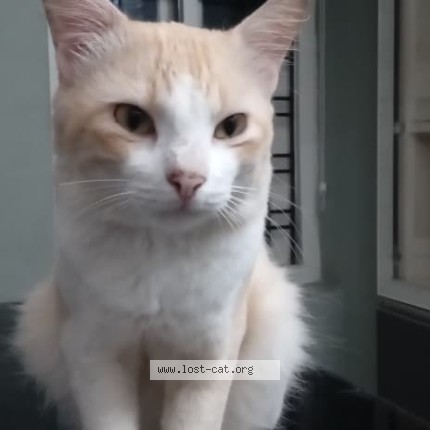 Photo 1/1 shittu Cat lost in Kottayam