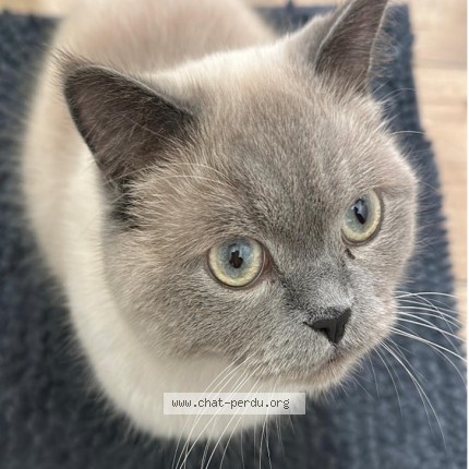 Foto 1/1 matcha Kat vermist in Machelen