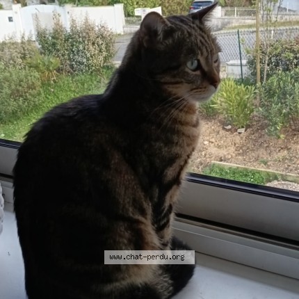 Photo 1/1 CARAMEL Cat lost in Boucau