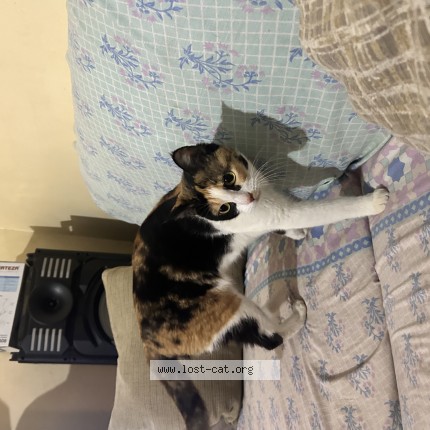 Photo 1/1 shooti Cat lost in Kasur
