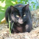 Merlin