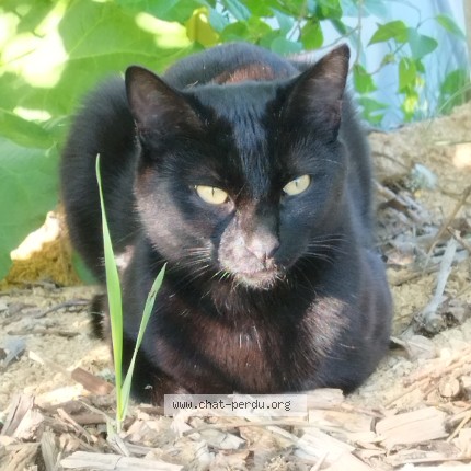 Foto 1/1 Merlin Kat vermist in Fauvillers