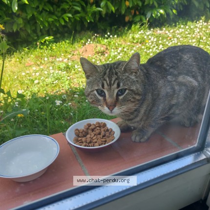 Photo 1/1 Found cat Found in Beauzelle