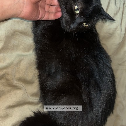 Photo 1/2 lixy Cat lost in St Denis De L Hotel