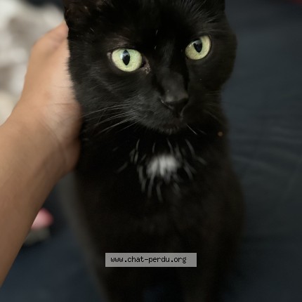 Photo 2/2 lixy Cat lost in St Denis De L Hotel