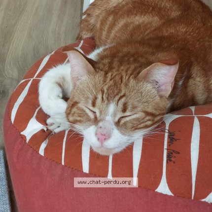 Photo 1/1 Found cat Found in Montauban