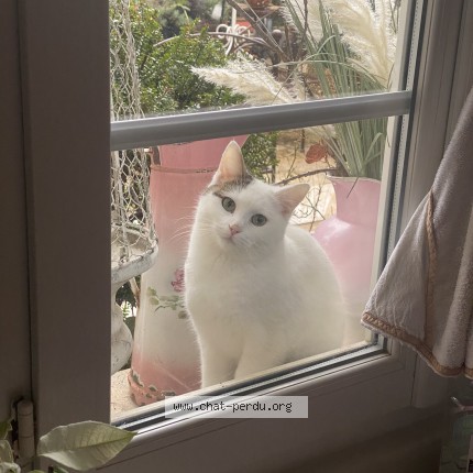 Photo 1/1 Aïko Cat lost in Mus