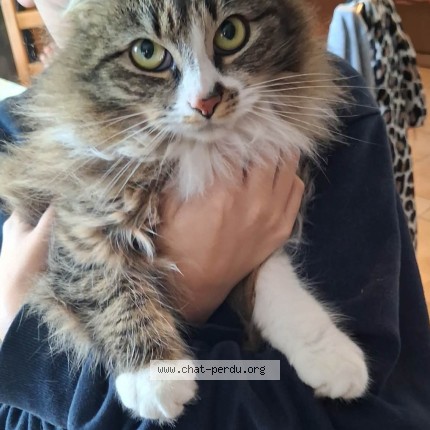 Photo 1/1 Nala Cat lost in Lege