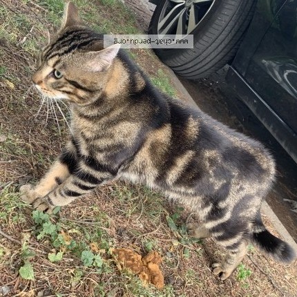Photo 1/1 Found cat Found in Gagny