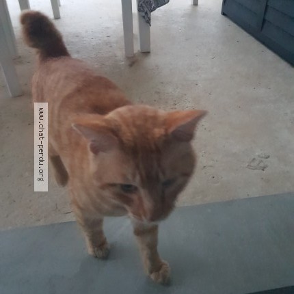 Photo 1/1 Found cat Found in Salles Adour