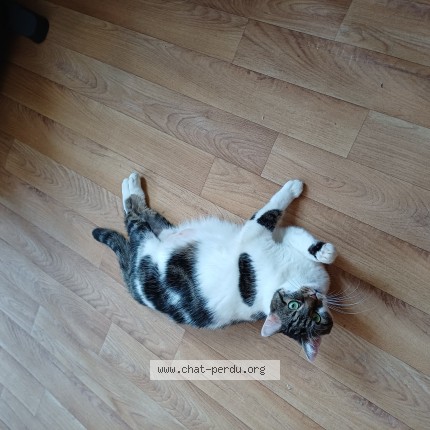 Foto 1/1 Kat teruggevonden Vermist in Bruxelles