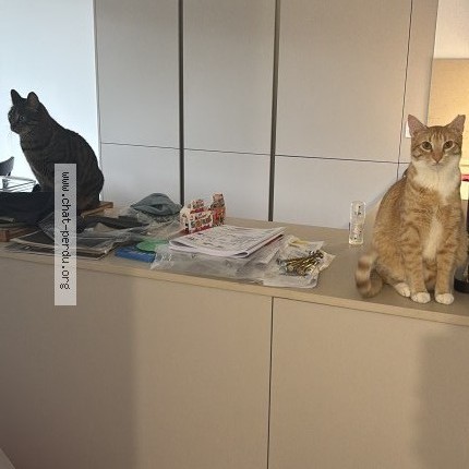 Photo 1/1 Reunited cat Lost in Saint Jean De Luz