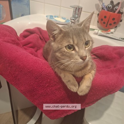 Photo 1/1 altesse Cat lost in Orbec