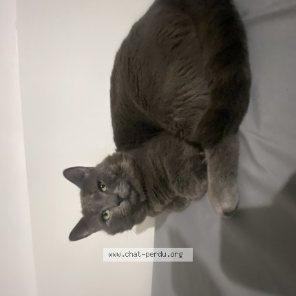 Photo 1/1 Gatouss Cat lost in Longueuil