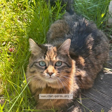 Photo 1/1 FIONA Cat lost in Saint Aubin De Medoc