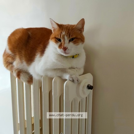 Photo 1/1 Reunited cat Lost in Chelles