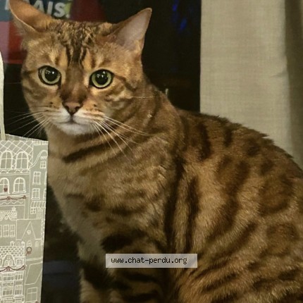 Photo 1/1 lily Cat lost in Paris