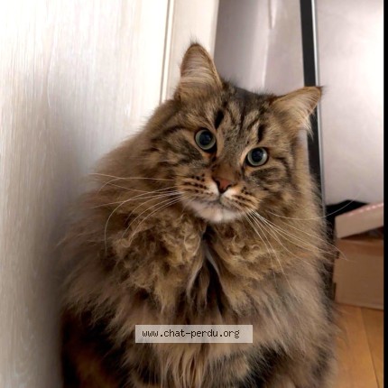 Photo 1/1 Reunited cat Lost in Franconville