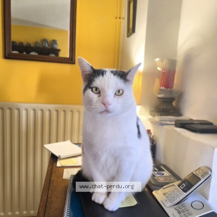Photo 1/1 BIJOU Cat lost in Sauvagnon
