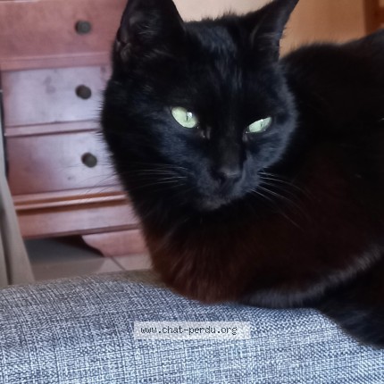 Photo 1/1 poucinette Cat lost in La Rouelle Bonnemaison
