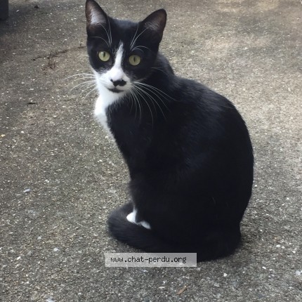 Photo 1/1 chanel Cat lost in Jans